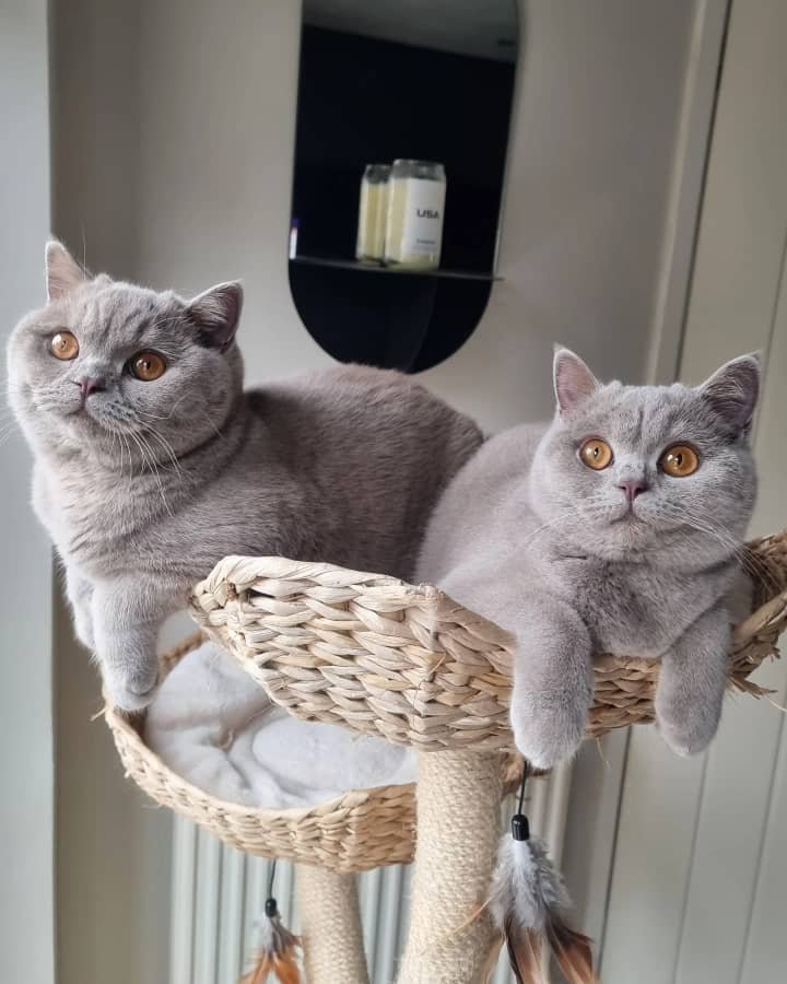 British Shorthair Kittens