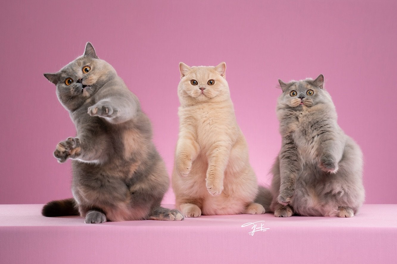 British shorthair for sale