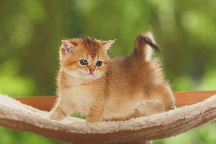 Golden British Shorthair
