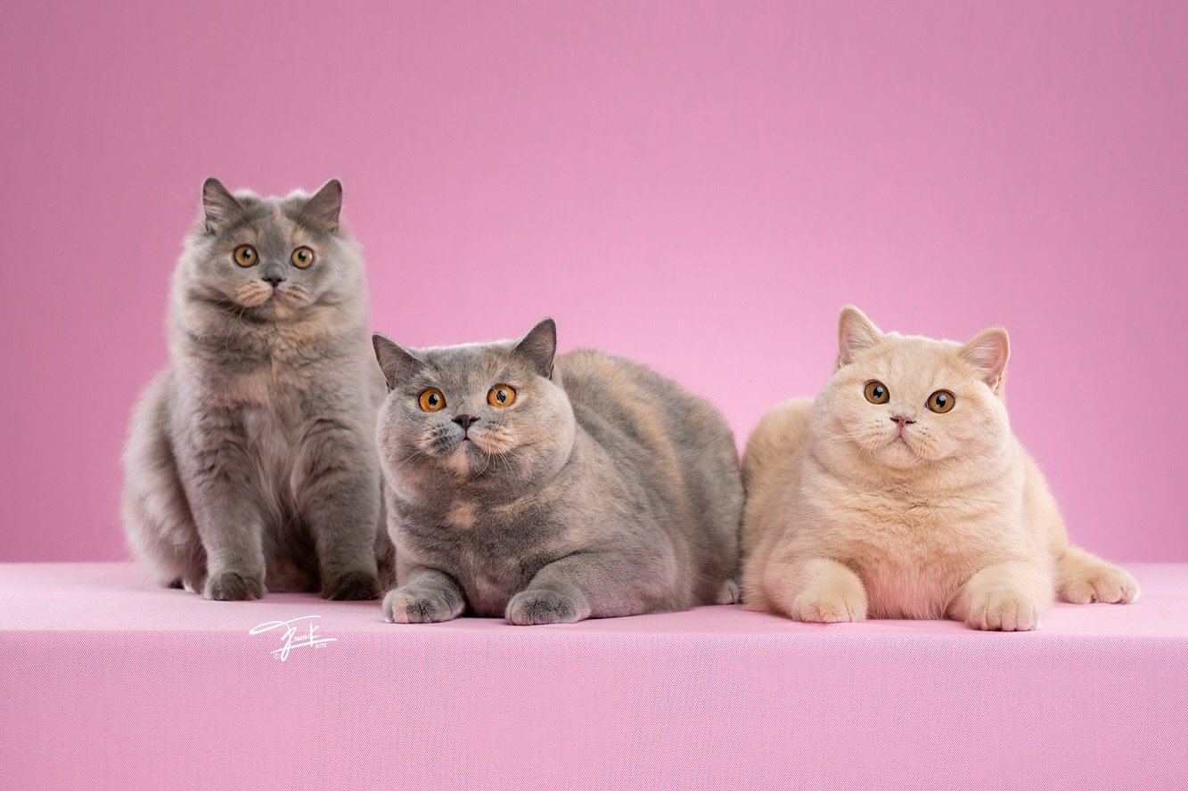 British Shorthair Kitten for sale