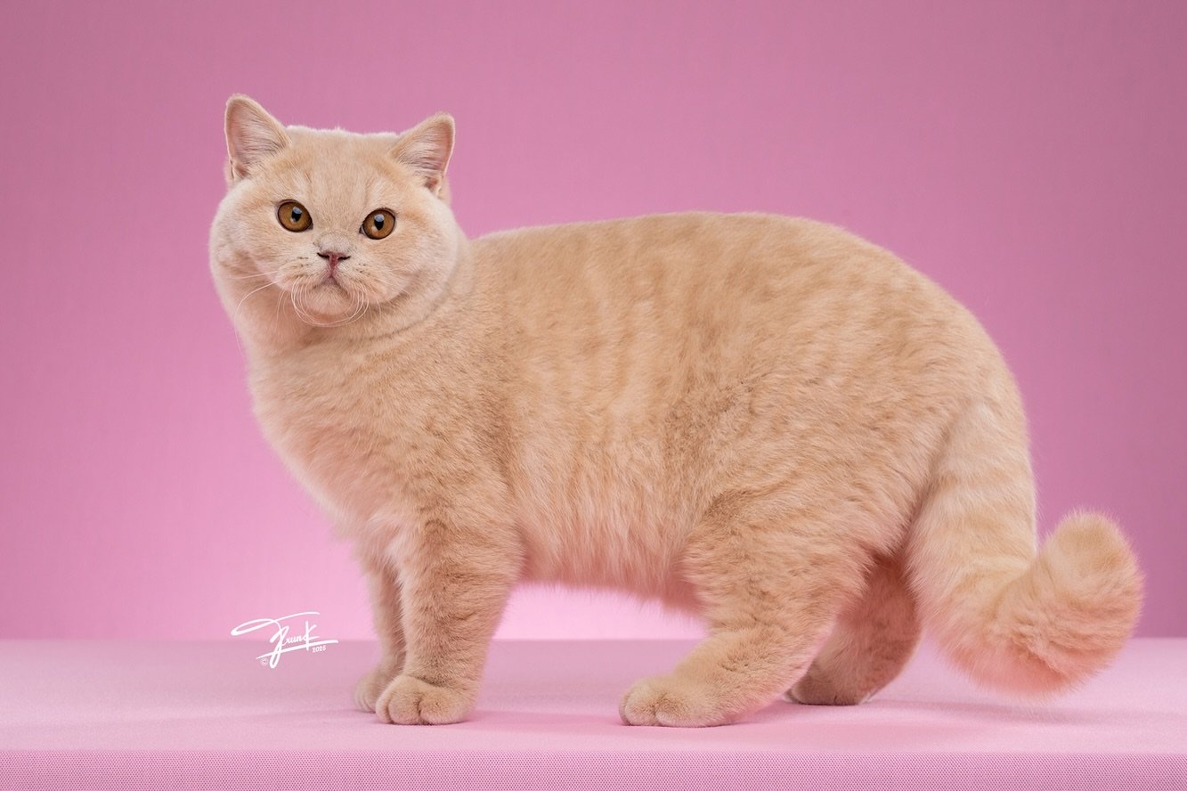 British shorthair cats