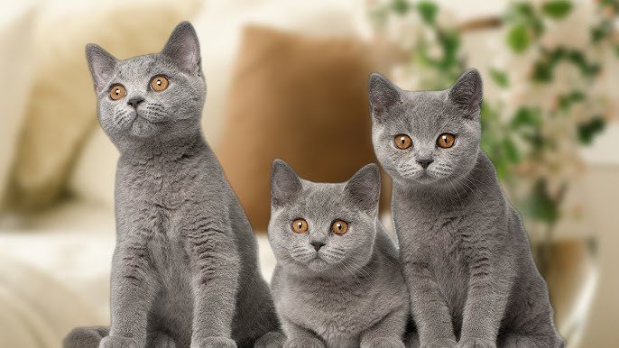 British Shorthair for Sale