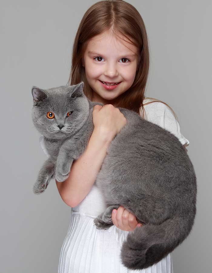 British Shorthair Cats for Families With Kids