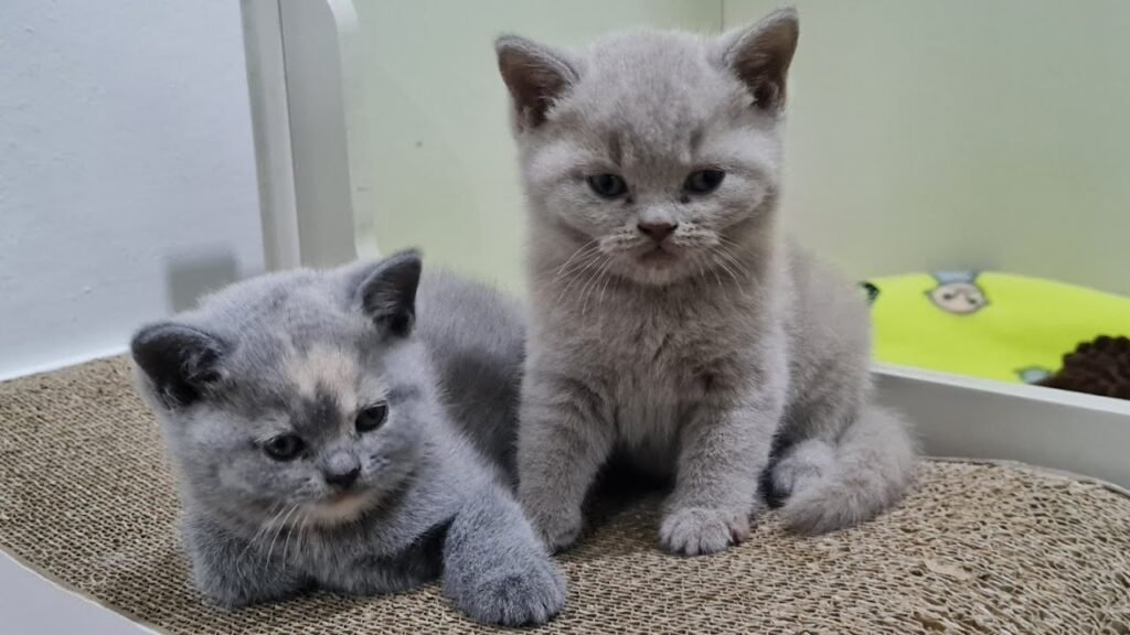 British Shorthair Kittens for First-Time Cat Owners