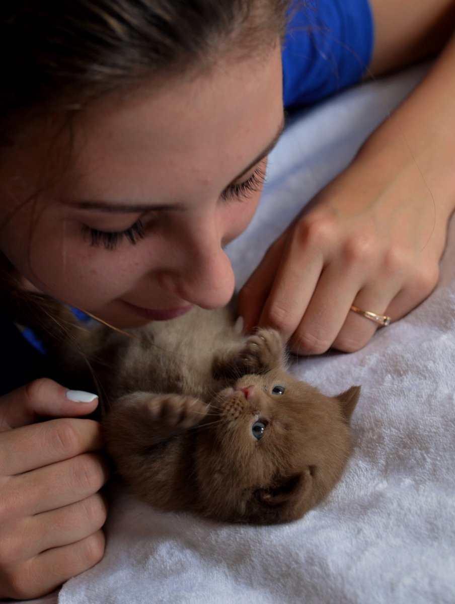 British Shorthair Kittens