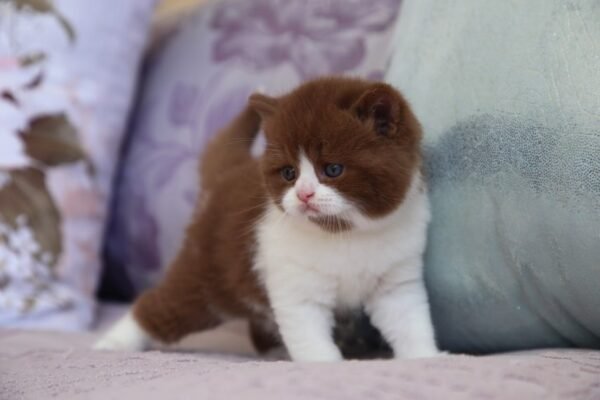 British Shorthair Kittens