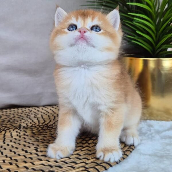 British Shorthair