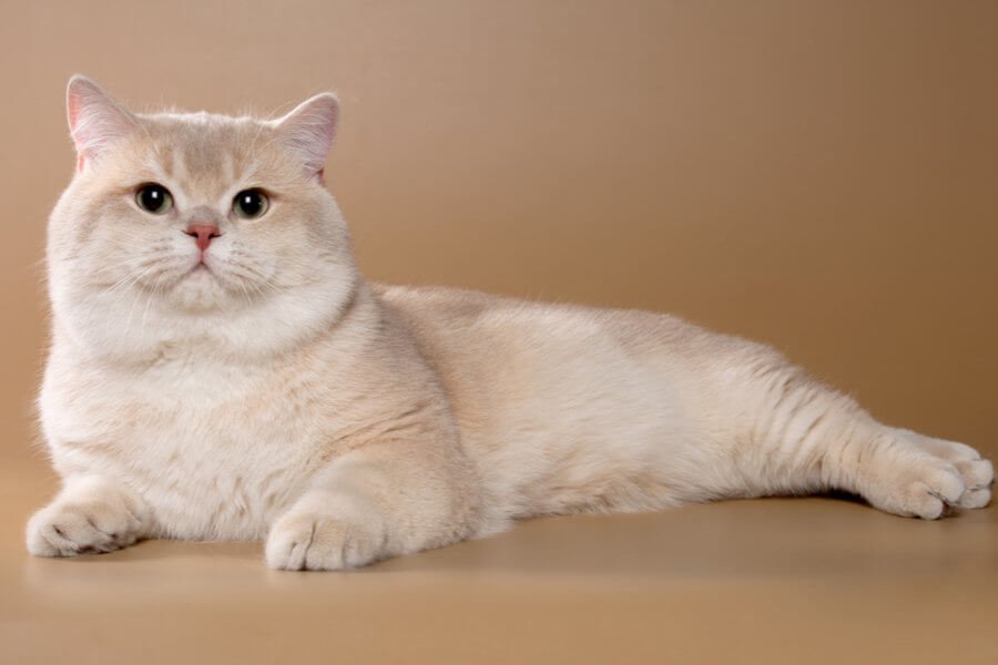 British shorthair breeding