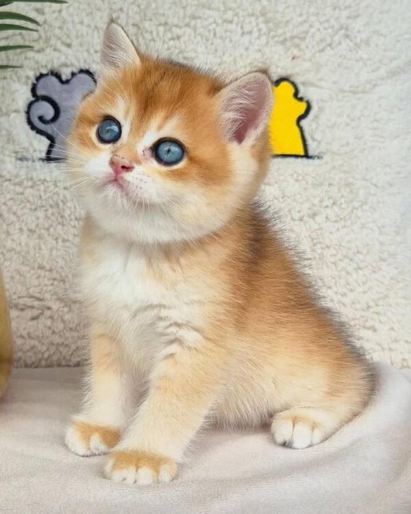 British Shorthair