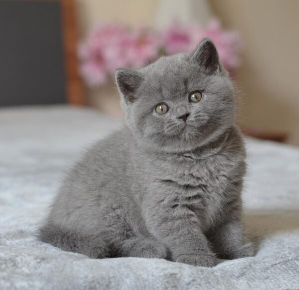 British shorthair for sale