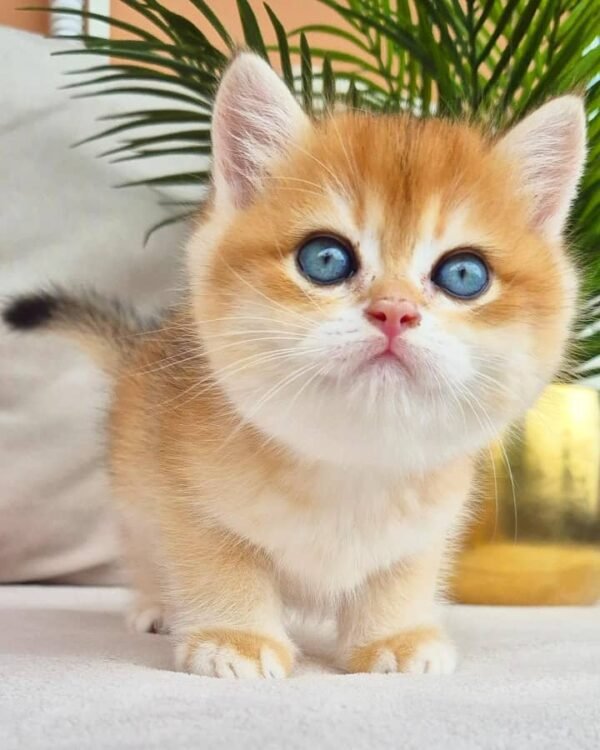 British Shorthair
