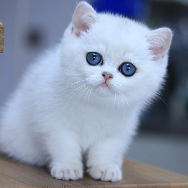 British Shorthair Kittens