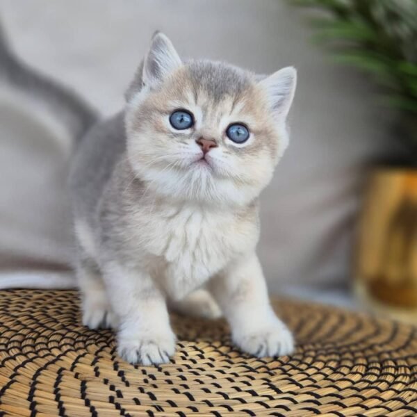 British shorthair for sale