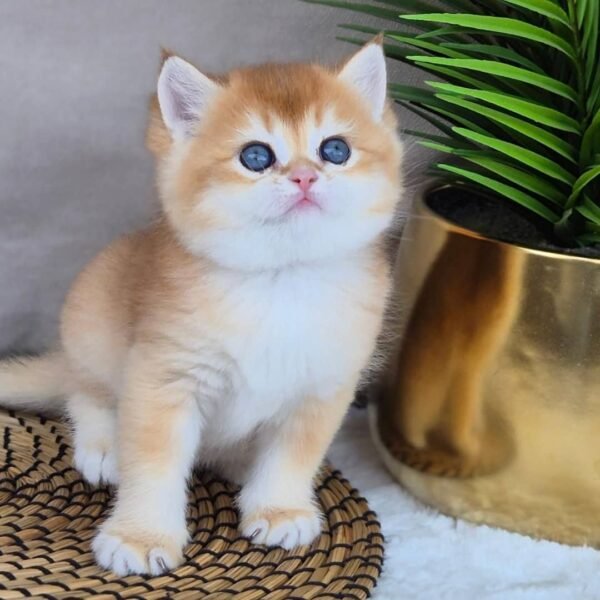 British Shorthair