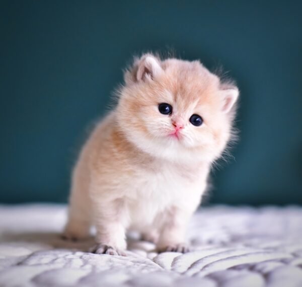 British Shorthair Kittens