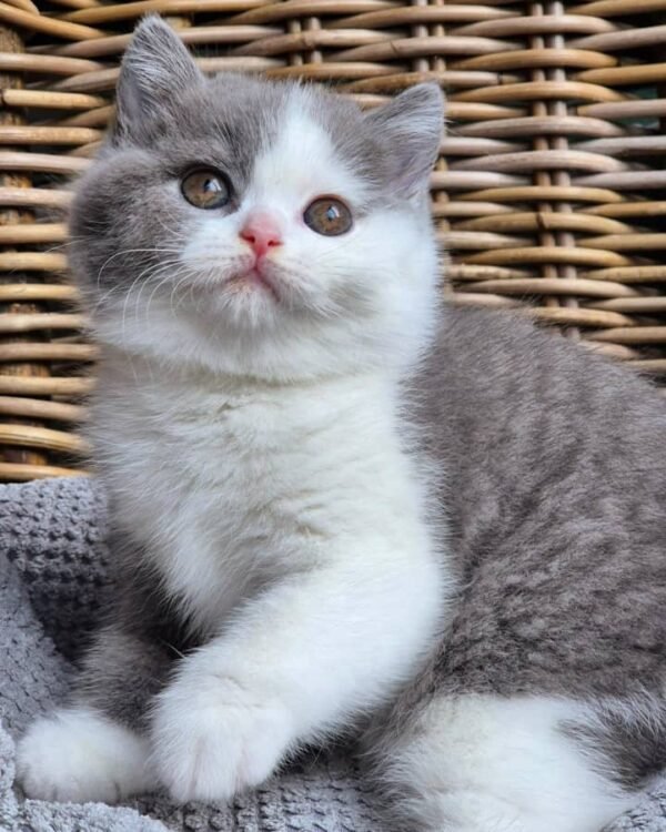 British shorthair for sale