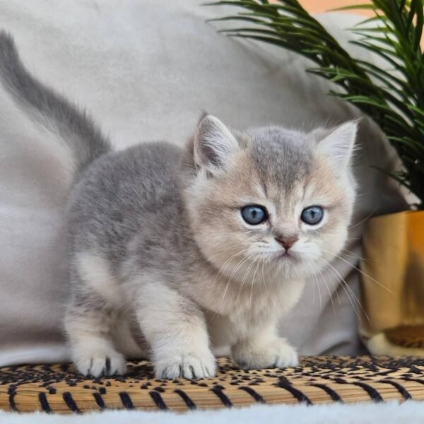 British shorthair for sale