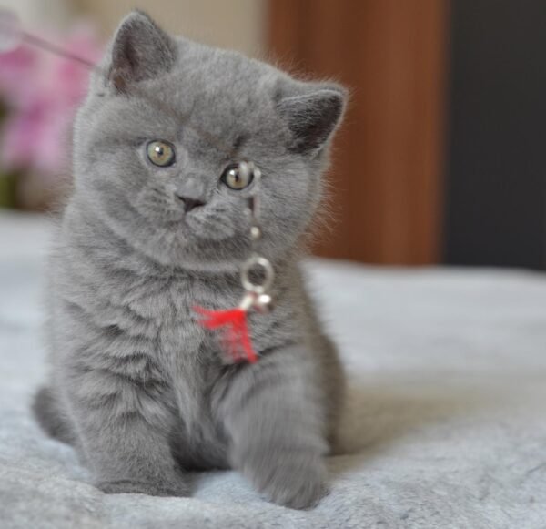 British shorthair for sale