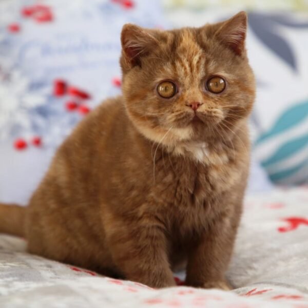 British Shorthair Kittens
