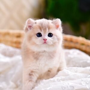 British Shorthair Kittens
