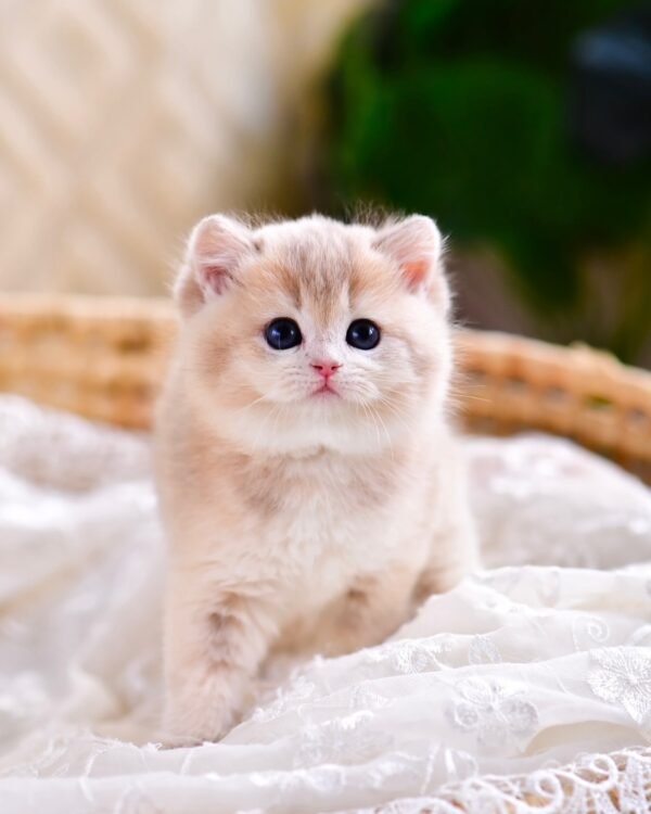 British Shorthair Kittens
