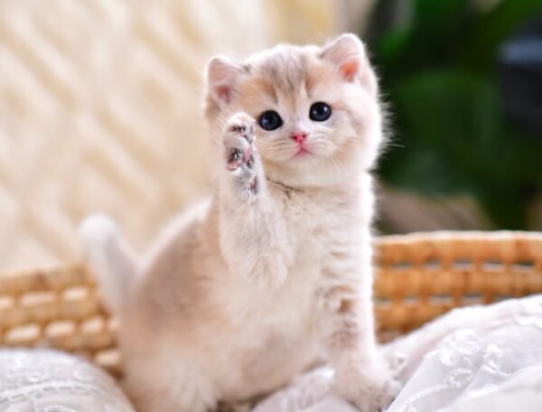 British Shorthair Kittens