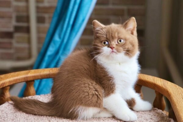 British Shorthair Kittens