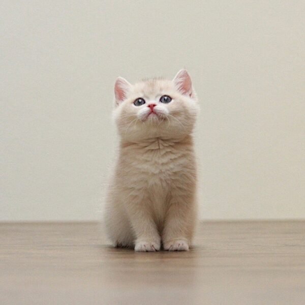 British Shorthair Kittens