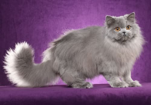 British Longhair for sale