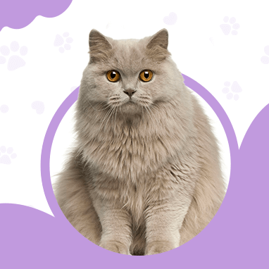 British Longhair cats