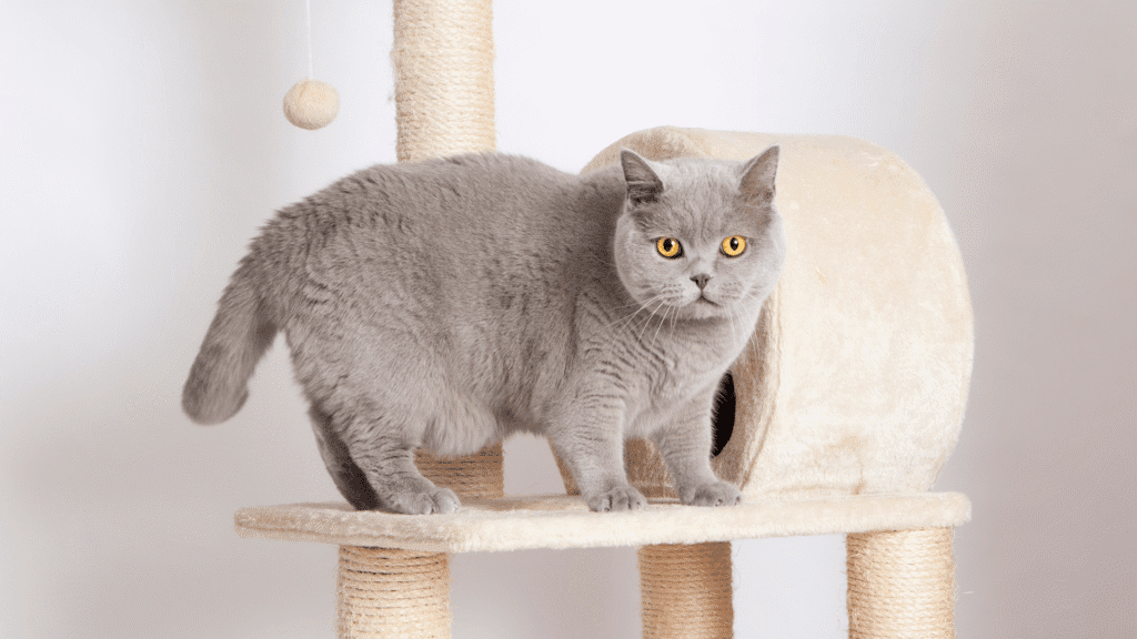 British Shorthair adoption near me  