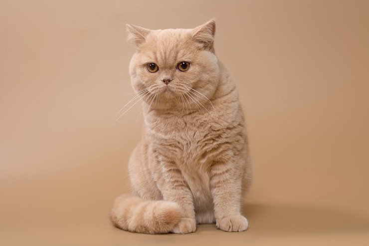 British shorthair breeding