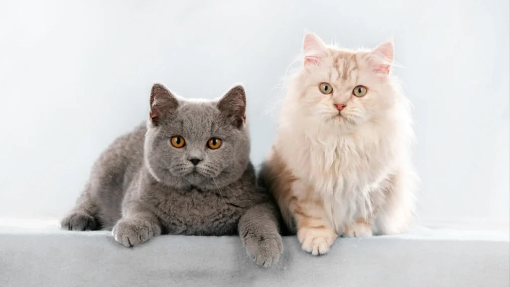 Difference between British Shorthair and British Longhair