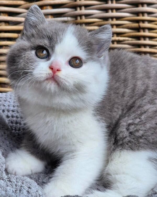 British shorthair for sale