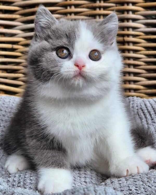British shorthair for sale