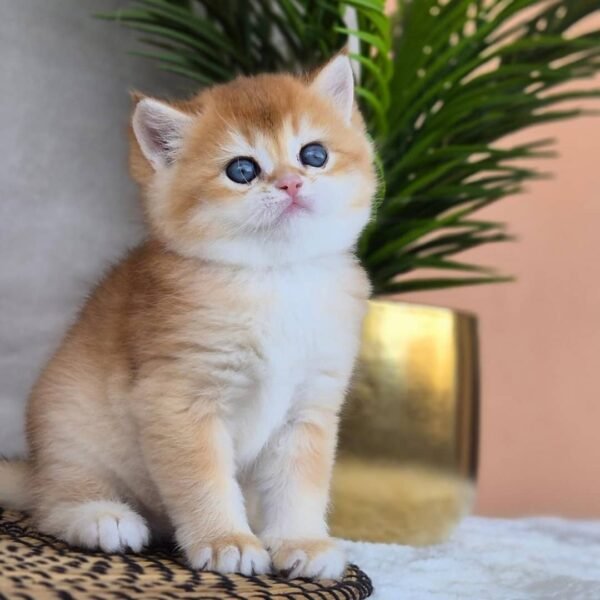 British Shorthair