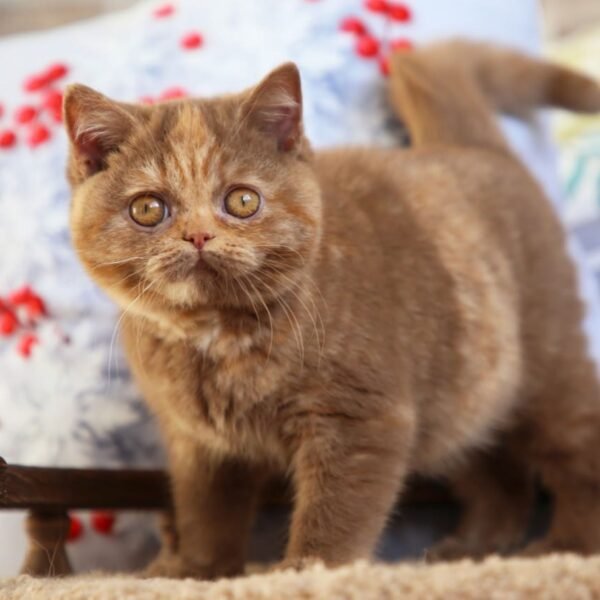 British Shorthair Kittens