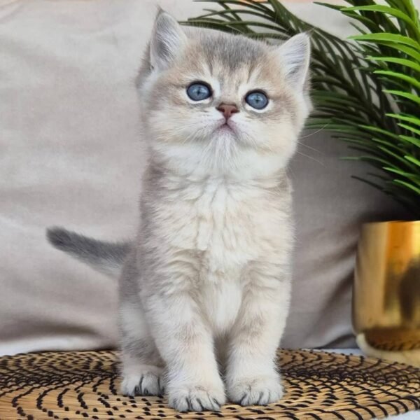 British shorthair for sale