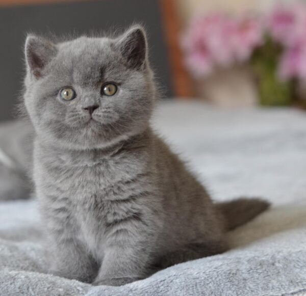 British shorthair for sale