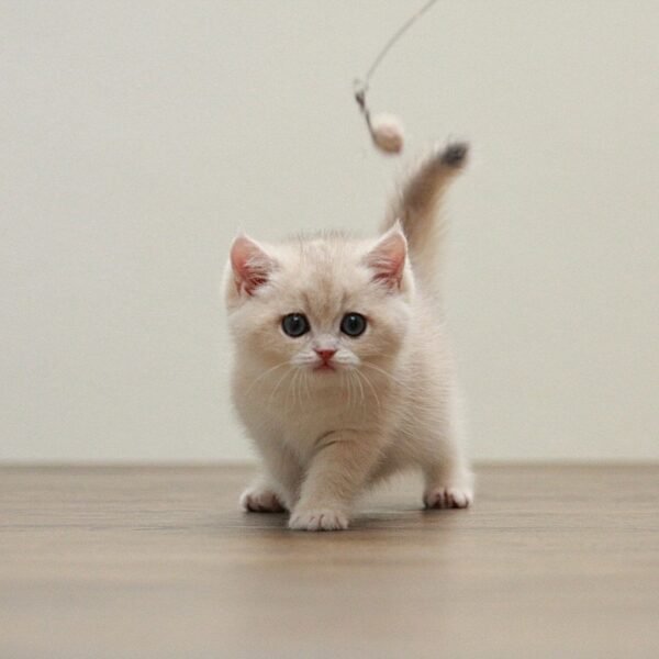 British Shorthair Kittens