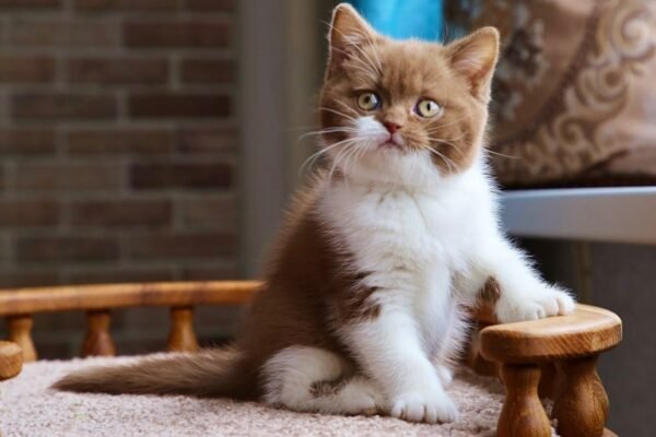 British Shorthair Kittens