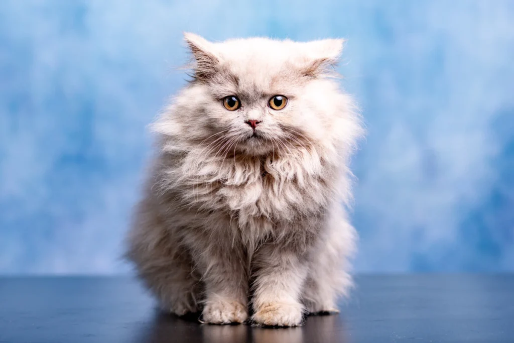 British Longhair kittens for sale