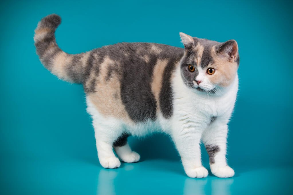 How much do British Shorthair kittens cost