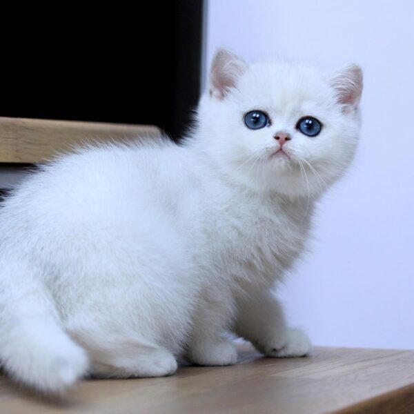 British Shorthair Kittens British Shorthair Kittens