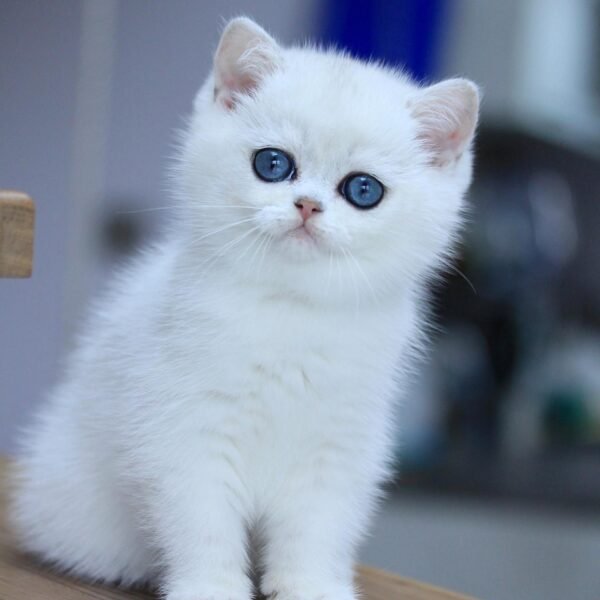 British Shorthair Kittens