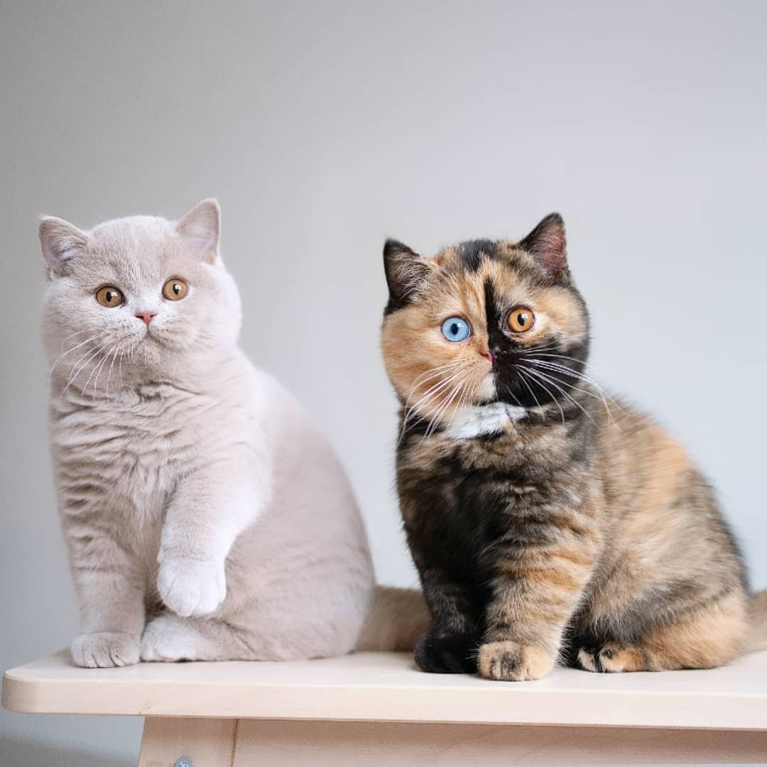 British Shorthair Price