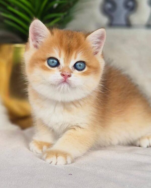 British Shorthair