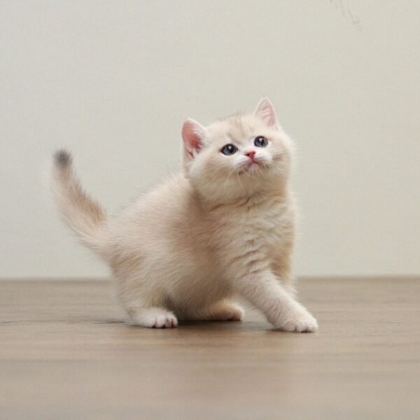 British Shorthair Kittens