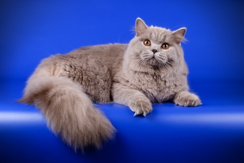 Fluffy British Longhair