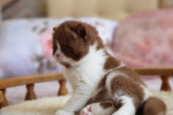 British Shorthair Kittens
